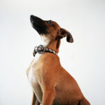 Zevi – Italian Greyhound - Image 2