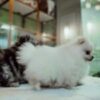 Tcup Pomeranian Male3 Tcup Pomeranian Male - Image 2