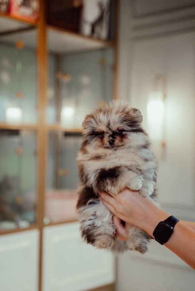 Tcup Pomeranian Female