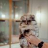 Tcup Pomeranian Female - Image 2