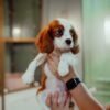 King Charles Cavalier - Image 4
