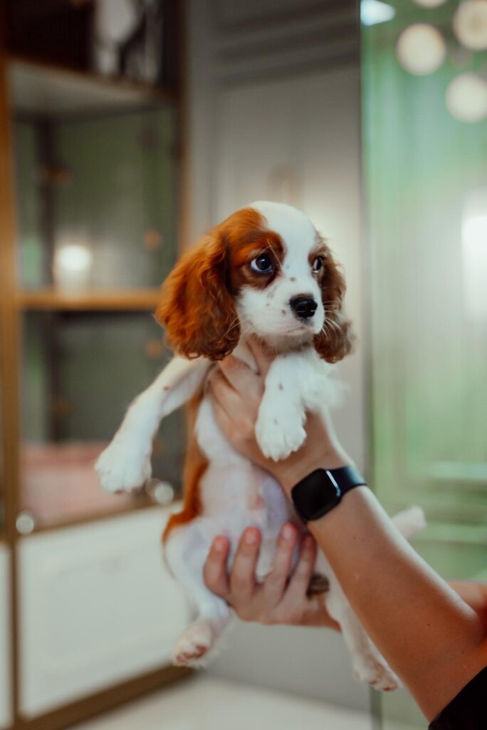 King Charles Cavalier - Image 4