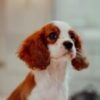King Charles Cavalier - Image 3