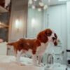 King Charles Cavalier - Image 2