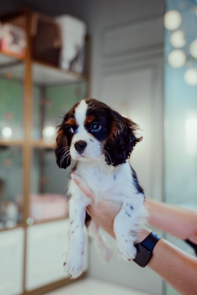 King Charles Cavalier - Image 2