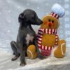 Italian Greyhound Male Puppy
