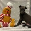 Italian Greyhound Male Puppy - Image 2