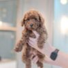 Toy Poodle Female - Image 4