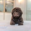 Toy Poodle Male - Image 3