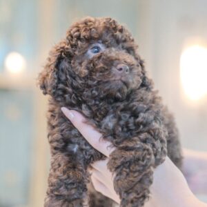 Toy Poodle Male
