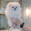 Tcup Pomeranian Male3 Tcup Pomeranian Male
