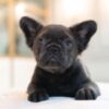 French Bulldog Blue Male - Image 2