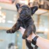 French Bulldog Blue Male