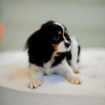 Male Tricolor King Charles Cavalier - Image 5