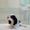 Male Tricolor King Charles Cavalier - Image 4