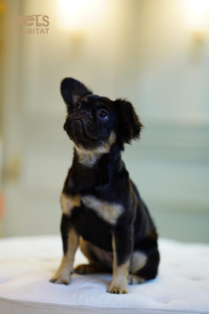 Black Tan Long-Haired Female Frenchie