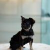Black Tan Long-Haired Female Frenchie - Image 3