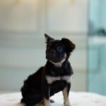 Black Tan Long-Haired Female Frenchie - Image 3