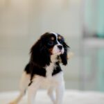 Male Tricolor King Charles Cavalier - Image 3
