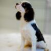 Male Tricolor King Charles Cavalier - Image 2