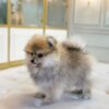 Tcup Pomeranian Male