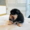 Tcup Pomeranian Female - Image 2