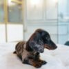 Female Dachshund Merle - Image 2