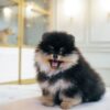 Tcup Pomeranian Female
