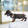 Female Dachshund Merle - Image 3