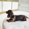 Female Dachshund Merle - Image 4