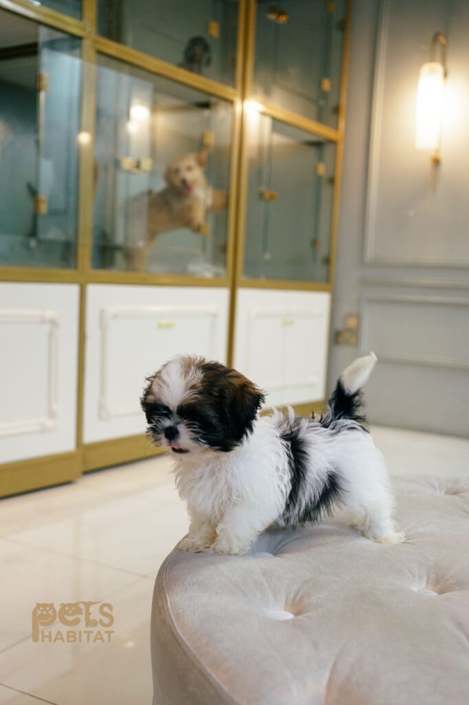 Shih Tzu Male