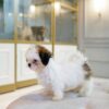 Shih Tzu Female - Image 2