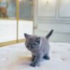British Shorthair Female - Image 2