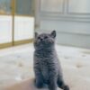 British Shorthair Female