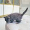 British Shorthair Female - Image 3