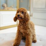 Cavapoo Female - Image 2