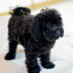 Toy Poodle Black - Image 2
