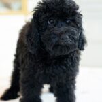 Toy Poodle Black - Image 3