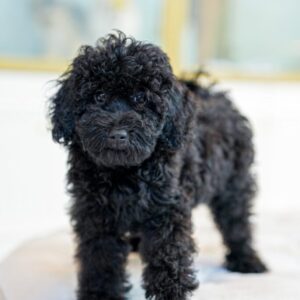 Toy Poodle Black