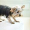 Yorkshire Terrier Puppy - Image 3