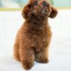 Teacup Poodle Red - Image 2