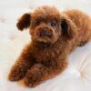 Teacup Poodle Red