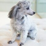 Silver Teacup Poodle - Image 3