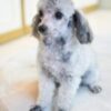 Silver Teacup Poodle - Image 2