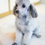 Silver Teacup Poodle - Image 2
