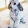 Silver Teacup Poodle