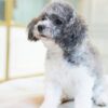 Teacup Poodle Female