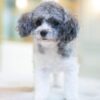 Teacup Poodle Female - Image 2