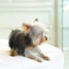 Yorkshire Terrier Puppy - Image 2