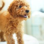 Golden Toy Poodle - Image 3